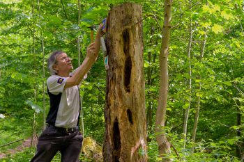 Hans-Jörg Bahmüller bringt ein Wegzeichen an einem Baum an.
